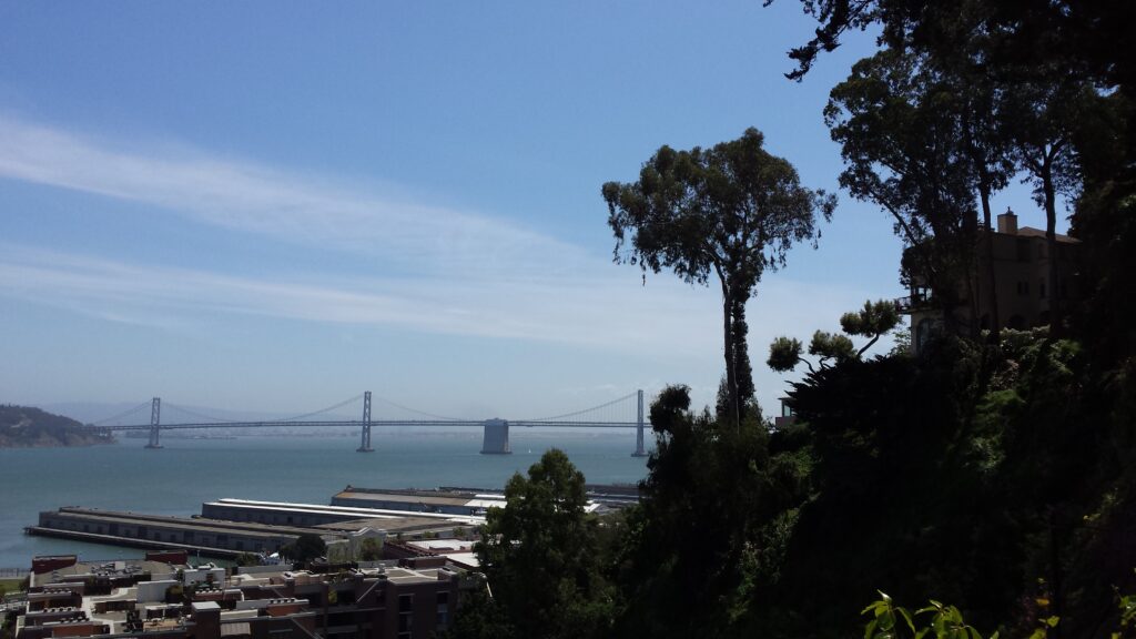 Glimpses of San Francisco through the veil of branches