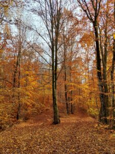 Peaceful autumn forest with vibrant orange leaves and bare trees.